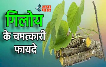 Beauty Tips : Skin के लिए है फायदेमंद है गिलोय, फेस मास्क बनाकर लगायें अपने चेहरे पर...