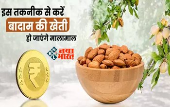 Dry Fruit almond farming : एक बार लगायें बादाम का पौधा 50 साल तक होगी कमाई! इस तरह करें खेती, हो जायेंगे मालामाल...