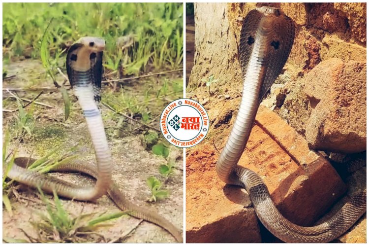 CG Snake Rescue Video: सावन के आखिरी सोमवार पर अलग-अलग क्षेत्रों में निकले सांप, घर में निकले नाग का नारियल दूध चढ़ा किया गया पूजा-पाठ, देखें रेस्क्यू वीडियो.....