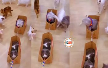 Cat Game: कभी नहीं देखा होगा बिल्लियों का ऐसा गेम, नज़ारा देख लोट-पोट हो जायेंगे आप- देखें विडियो...