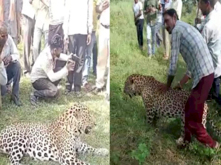 VIRAL VIDEO : जंगल से भटककर गांव में घुसा तेंदुआ, पहले लोगो मे दहशत फिर सेल्फी लेने लगे ग्रामीण, देखें वीडियो......