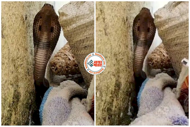 CG Snake Rescue Video: स्कूल में निकला बेबी कोबरा, स्कूली बच्चों के बीच मची अफरा-तफरी, फिर जो हुआ, देखें वीडियो.....