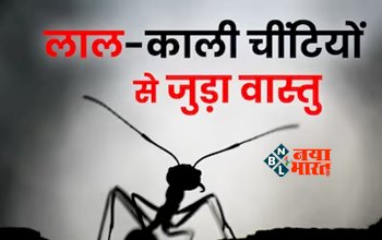 Ants Omen-Bad Omen : जानिए काली और लाल चींटी में से कौन लेकर आती है शुभ संकेत, आर्थिक समृद्धि के लिए करें ये उपयोग...