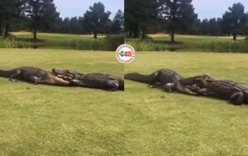 Magarmach Viral News: आपस में भिड़े दो खतरनाक मगरमच्छ, लगे गर्दन तोड़ने, देखें वीडियो...