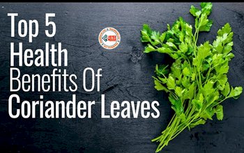 Coriander Leaves Water Benefits : रोज खाली पेट इन हरी पत्तियों के पानी का करें सेवन, कोलेस्ट्रॉल, ब्लड प्रेशर रहेगा कण्ट्रोल, इन गंभीर बीमारियों से मिलेगा राहत...