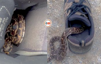 Snake Viral Video: जुटे में जाकर चुपके से बैठ गया खतरनाक सांप, फिर जो हुआ...- देखें वीडियो...