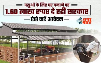 MGNREGA Pashu Shed Yojana : बड़ी खुशखबरी! पशु शेड बनाने के लिए सरकार देगी 1 लाख 60 हजार रुपए, ऐसे उठायें फायदा, यहाँ जाने आवेदन प्रक्रिया...