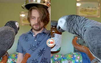 Parrot Viral video: शख्स ने तोते से पूछा सवाल, मिला ऐसा जवाब, नजारा देख हिल जायेंगे आप- देखे वीडियो...