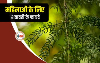 Benefits of Shatavari for Woman : शरीर की कई परेशानियों के लिए वरदान है शतावरी, फर्टिलिटी और इम्यूनिटी दोनों में लाती है नई जान, जाने इसके फायदें...