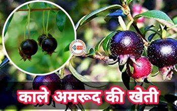 Business Idea in Hindi: काला अमरूद चमका देगा आपकी किस्मत! औषधीय गुणों से है भरपूर, आज ही शरू करें इसकी खेती, कम खर्च में मिलेगी बंपर पैदावार...