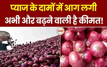 Onion Price : 4 दिन में डबल हुआ प्याज के दाम, अभी और बढेगा दाम, जाने जारी कीमत...
