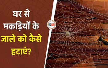 Spider Webs Tips : घर में लगे मकड़ी के जाले से पाना चाहते है छुटकारा! तो अपनाएं ये बेहतरीन हैक्स, मकड़ी भूल जाएगी आपके घर का रास्ता...