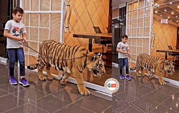 Tiger's Viral News : खूंखार बाघ को पकड़कर घुमाने लगा बच्चा, तभी हुआ कुछ ऐसा...- देखे विडियो...