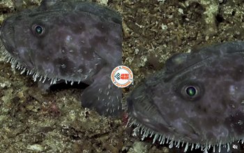 Unique Fish : समंदर में दिखी अनोखी मछली, बल्ब जैसी आंखें और शरीर पर हैं छोटे-छोटे 'सींग', नज़ारा देख दंग रह गये लोग- देखे विडियो...