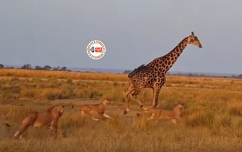 Wild Animal Video: जंगल में पानी पी रहा था जिराफ! तभी कहर बनकर टूट पड़े 20 शेर, फिर जो हुआ- देखें विडियो...