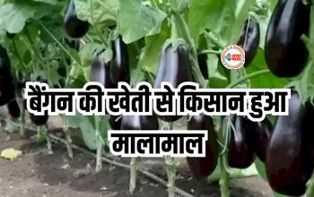 Business Idea : शुरू करें बैगन की खेती! होगी सालाना 10 लाख रुपये की कमाई, जाने खेती करने का सही तरीका...