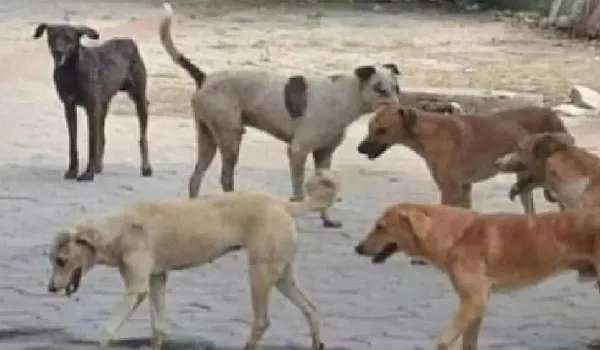 CG राजधानी में कुत्तों का आतंक: ढाई साल की बच्ची पर कुत्तों के झुंड ने किया हमला,और फिर जो हुआ....पढ़िए पूरी ख़बर........