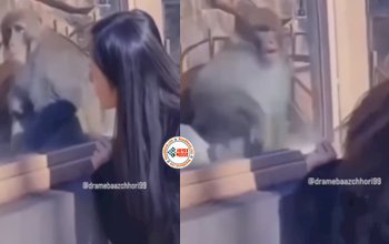 Monkey and girl Viral News: लड़की को देखते ही डर गया बन्दर, नज़ारा देख हो जायेंगे हंसी से लोटपोट- देखें मजेदार विडियो...
