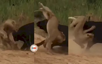 Lion and Buffalo Fight: शेरो की फ़ौज पर अकेला भारी पड़ गया भैंसा, उठाकर पटक दिया- देखें विडियो...