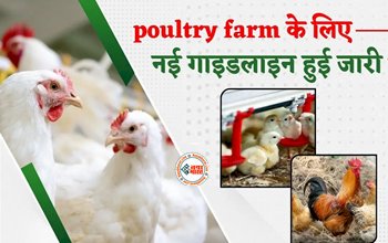 Poultry Farming New Rule : बड़ी खबर! मुर्गी पालन के लिए सख्त हुए नियम, सड़क से दूरी और सर्टिफिकेट जरूरी, जाने नई गाइडलाइन...