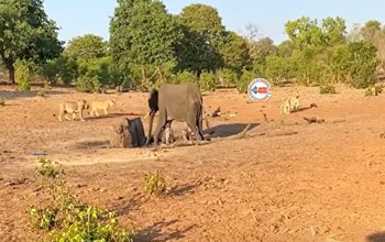Elephant and Lion Fight: एक अकेले हाथी पर टूट पड़ी शेरों की फ़ौज, लेकिन जो हुआ, नज़ारा देख उड़ जायेंगे होश- देखें वीडियो...