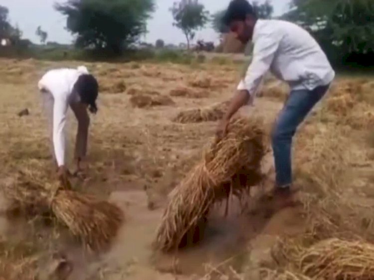 CG - बिन मौसम की बरसात ने किसानों की उम्मीदों पर फेरा पानी, ज्यादातर फसलें हुई खराब, अब सता रही ये चिंता....