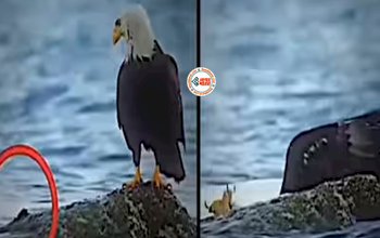 Falcon's Viral News: मछली समझकर बिच्छू को उठा लिया बाज़, फिर हुआ ऐसा हाल...- देखें विडियो...