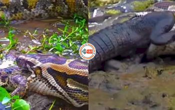 Crocodile V/S Pyhton Viral Video: खतरनाक मगरमच्छ को जिन्दा निगल गया अजगर, नज़ारा देख रूंह काँप जाएगी - देखें वीडियो...