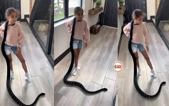 Snake Viral Video : विशालकाय सांप को गले में लपेटकर कुछ यूं करने लगी बच्ची, फिर जो दिखा... नज़ारा देख कांप जाएगी रूंह...