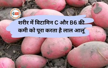 Red Potato Benefits: सारी सब्जियों का बाप निकला लाल आलू! शरीर में विटामिन C और B6 की कमी को पूरा करता है लाल आलू, जानें इसके और भी फायदे....