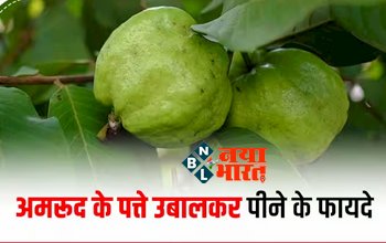 Benefits of Guava Leaves : सर्दियों में अमरूद के पत्ते उबालकर पीने के है गजब के फायदे, ऐसे करें इस्तेमाल....
