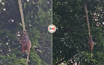 Python Viral News : शिकार को मुंह में दबाकर पेड़ से झूलता रहा खतरनाक अजगर, नज़ारा देख कांप जाएगी रूंह- देखें विडियो...