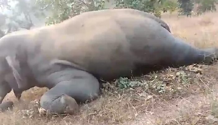 CG - करंट लगने से मादा हाथी की मौत : सबूत छिपाने आरोपियों ने हाथी को कुल्हाड़ी से काटकर किए कई टुकड़े, फिर जमीन में गाड़ा, ऐसे खुला खौफनाक हत्या का राज....