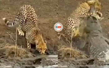 Leopard and Crocodile Viral News: आराम से पानी पी रहा था चीता, तभी अचानक मगरमच्छ ने निकलकर दबोच लिया गला, फिर जो हुआ- देखें विडियो...