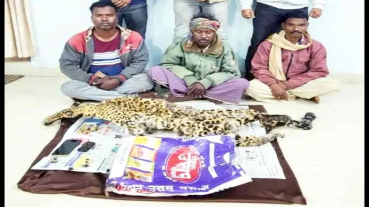 CG - तेंदुए की खाल बरामद : पुलिस को मिली बड़ी सफलता, तेंदुए की खाल के तीन तस्कर गिरफ्तार, ऐसे कर रहे थे ग्राहकों की तलाश, लाखों की तेंदुए की खाल भी बरामद.....