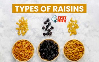 Types of Raisins : 1 या 2 नहीं, 6 प्रकार की होती है किशमिश, जान ले सभी के गुण, कौन सा है ज्यादा हेल्दी...