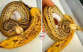 Snake Viral Video: केला समझकर सांप को ही पकड़ लिया शख्स, फिर जो हुआ, नज़ारा देख दहल जायेंगे आप- देखें विडियो...