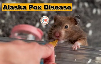 Alaska Pox Disease : 9 साल बाद फिर लौट आई 'महामारी'! चूहे से फैले वायरस से बुजुर्ग की मौत, जाने पूरी जानकारी...