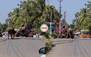 Buffalo Attack Video: बीच सड़क पर स्कूटीसवार को उठाकर पटक दिया भैंसा, फिर जो हालत की, नज़ारा देख फटी रह जाएँगी आँखे- देखे विडियो...