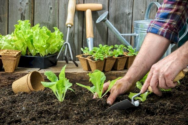 LIFESTYLE : क्या आपको भी है गार्डनिंग का शौख, ये टिप्स है फायदेमंद