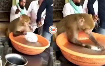Monkey Viral News : दूकान के मालिक ने बन्दर को ही लगा दिया काम में, धुलवाए इतने प्लेट, देखें मजेदार विडियो...