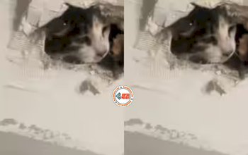 Cat Viral News : पालतू बिल्ली को ही दीवार में चुनवा दी महिला, फिर जो हुआ, दिल जीत ली, देखें विडियो...