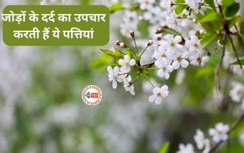 Harsingar Flower Juice : जोड़ो के दर्द और सूजन के लिए बेहद असरदार है ये फूल, मिलेंगे ये कई चमत्कारी फायदे...