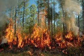 Fire in CG Forest : छत्तीसगढ़ के इस जंगल में लगी भीषण आग, झुलस गए बेशकीमती हजारों पेड़-पौधे, आग बुझाने में जुटा वन विभाग.....