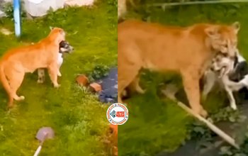 Lioness Viral Video : घर में घुसकर शेरनी ने पालतू कुत्ते को ही दबोच लिया, फिर जो दिखा, सन्न रह जायेंगे आप, देखें विडियो...