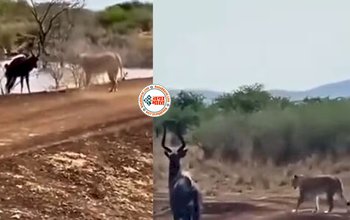 Wild Animal Fight Video : शेरनी और मगरमच्छ ने हिरण को घेरा, लेकिन हुआ ऐसा चमत्कार, नज़ारा देख हर कोई हैरान...