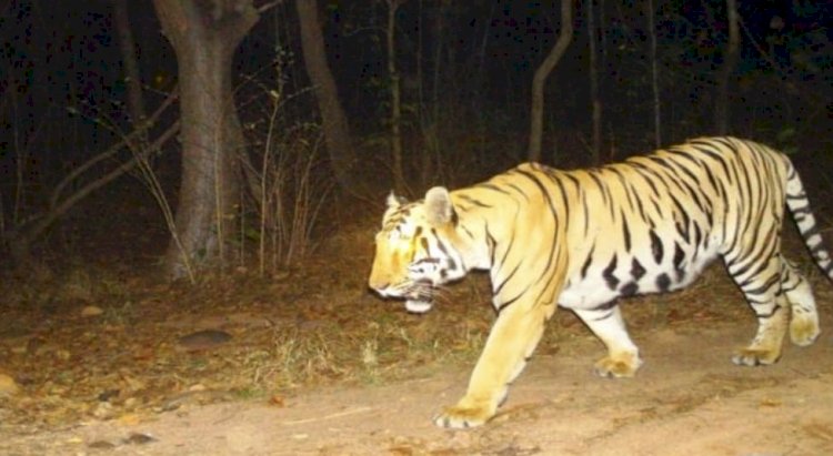 CG आदमखोर बाघ का आतंक: इस ज़िले में बाघ का खौफ, शाम होते ही पसर जाता है सन्नाटा,कई मवेशियों का किया शिकार,मौके पर वन अमला तैनात…