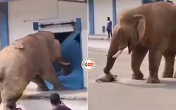 Elephant Viral News: खाना नही मिलने पर गोदाम में घुस गया गुस्साया हाथी, फिर जो हुआ, यहाँ देखें नज़ारा...