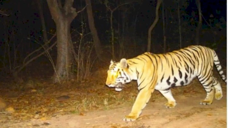 CG आदमखोर बाघ का आतंक : इस ज़िले में बाघ का खौफ, शाम होते ही पसर जाता है सन्नाटा,कई मवेशियों का किया शिकार, 7 गांवों में धारा 144 लागू, सुरक्षा अलर्ट…..