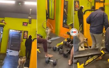 Baboon Viral News : जिम में घुसा लंगूर, फिर बॉडी बिल्डर के ही पीछे ही पड़ गया, किया कुछ ऐसा, यहाँ देखें मजेदार विडियो...